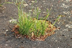 Grass grown in a concrete road crack